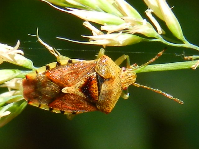 Acanthosomatidae: Elasmucha grisea di Laveno (VA)